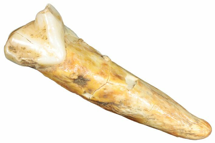 Rooted Fossil Cave Bear (Ursus) Tooth - L'Herm, France #293191